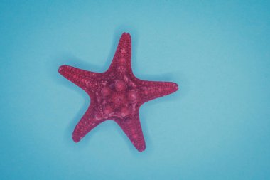 Mavi arka planda deniz kabukları