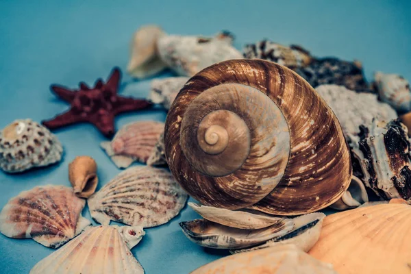 Background of sea shells on a blue background — Stock Photo, Image