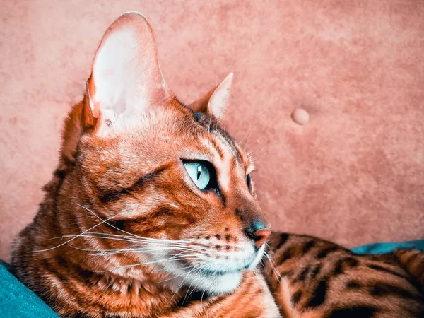 大孟加拉猫与浅绿色的眼睛 — 图库照片
