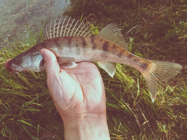 Bir elinde bir göl kenarında balık yakaladı — Stok fotoğraf