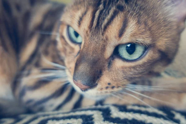 แมวน กของเบงกอล — ภาพถ่ายสต็อก