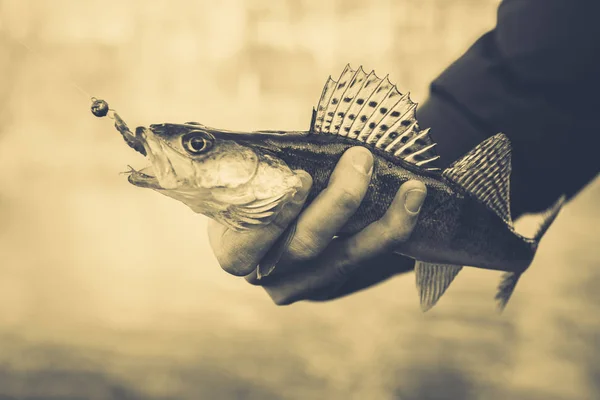 Pesca. Pescatore e pesce — Foto Stock