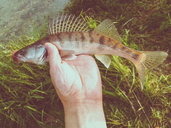 Gefangen Fisch in der Hand auf einem See — Stockfoto