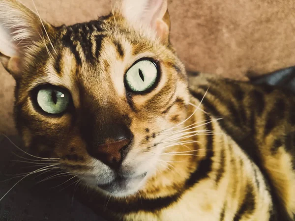 Große Bengalkatze mit hellgrünen Augen — Stockfoto