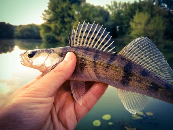 Peixe pique-poleiro nas mãos de um pescador — Fotografia de Stock