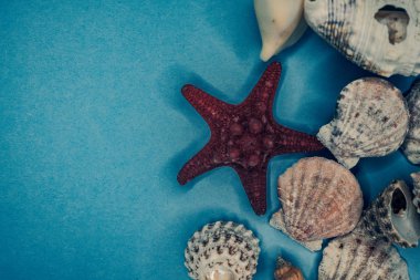 Mavi arka planda deniz kabukları