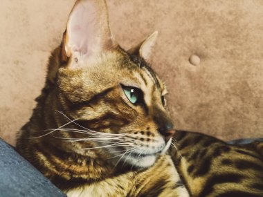 ışık yeşil gözlü büyük Bengal kedi