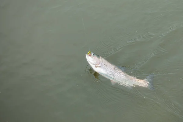 Pesca de truchas en el lago — Foto de Stock