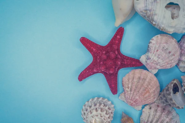 Conchas marinas sobre un fondo azul —  Fotos de Stock