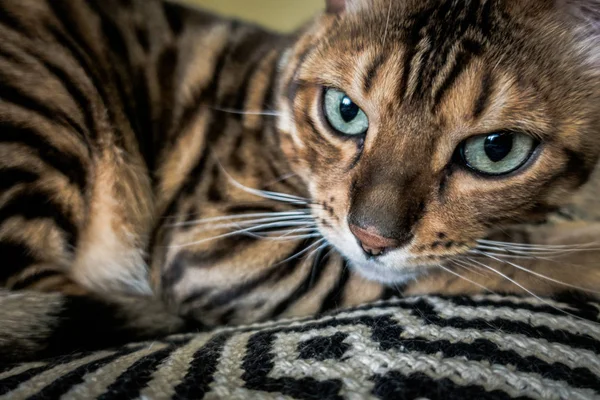 Schattige Kat Van Bengalen — Stockfoto