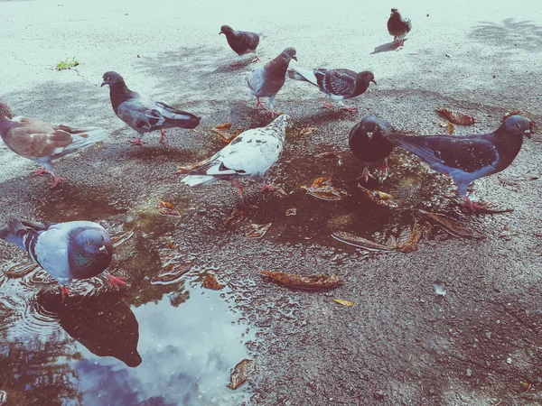 Голуби в парке — стоковое фото