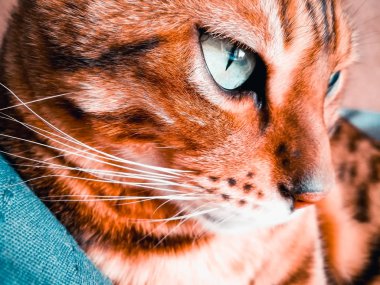 ışık yeşil gözlü büyük Bengal kedi