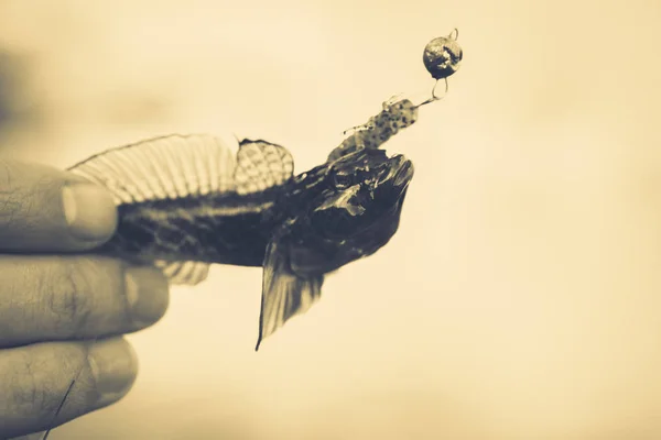 A pescar. Pescador e peixe — Fotografia de Stock