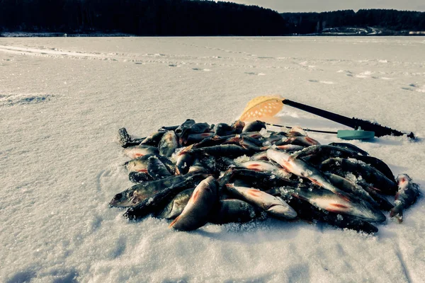 Hobby Eisfischen Winter — Stockfoto