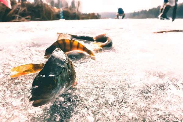 Vinterfiske Från — Stockfoto