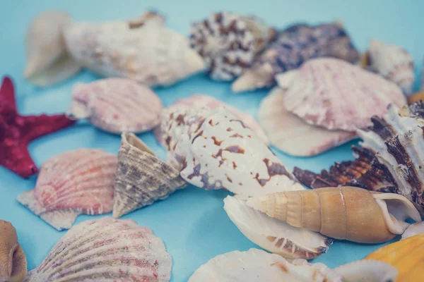 Háttérben a tengeri kagyló kék háttérrel — Stock Fotó