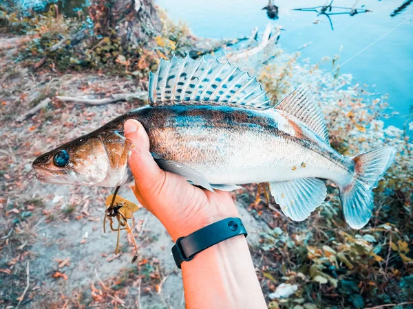 The fisherman is holding a fish — Stock Photo, Image