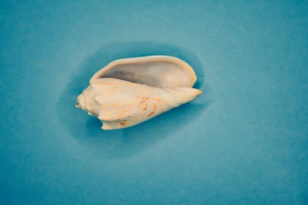 푸른 배경에 있는 조개 — 스톡 사진
