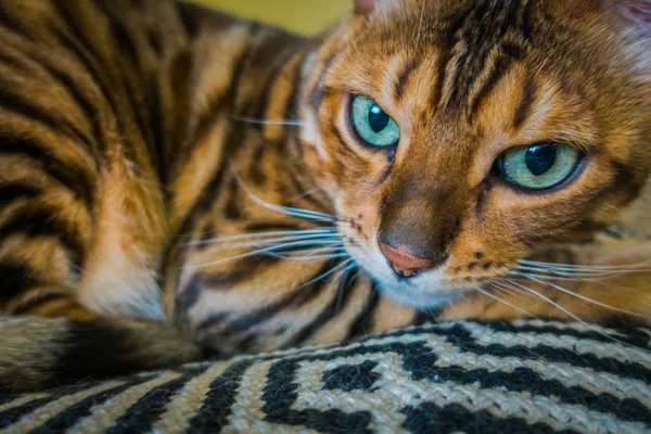 Schattige Kat Van Bengalen — Stockfoto