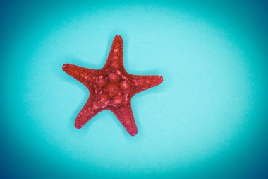 Mavi arka planda deniz kabukları