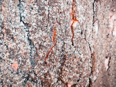 ağaç kabuğu dokusu arkaplanı