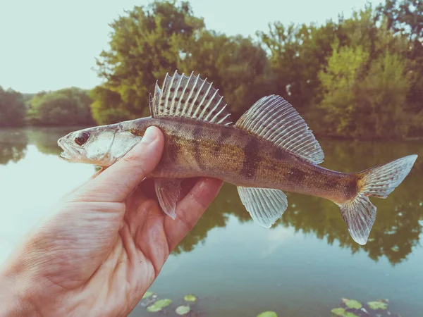 Fish pike-perch in the hands of an angler — Stock Photo, Image
