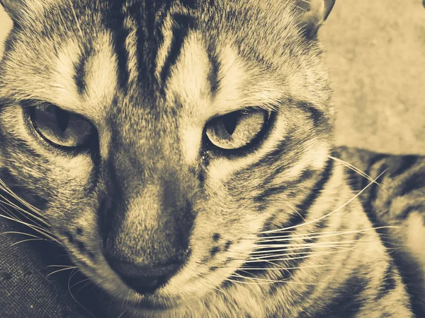 Красивою бенгальська кішка з великими очима — стокове фото