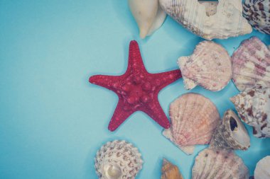 Mavi arka planda deniz kabukları