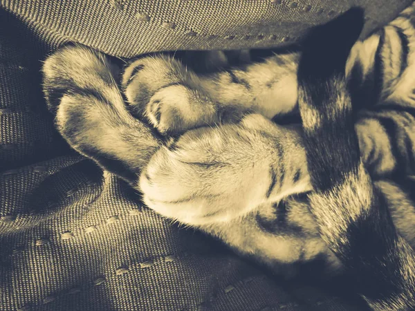 Лапи бенгальська кішка — стокове фото