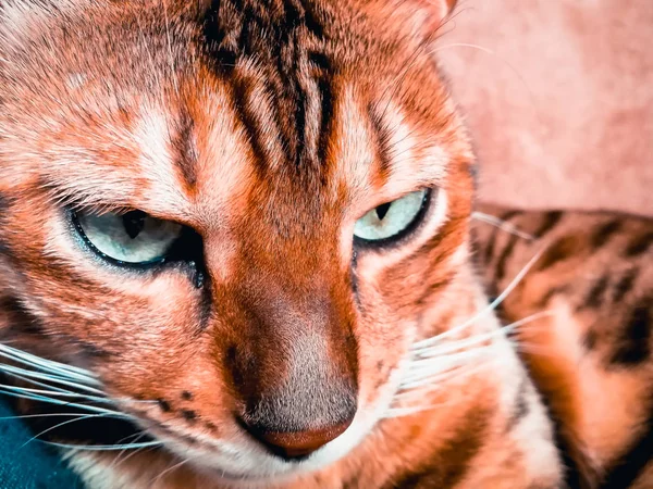 Hermoso gato bengalí con grandes ojos —  Fotos de Stock