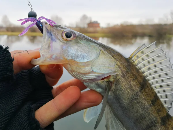 Antecedentes sobre um tema de pesca — Fotografia de Stock