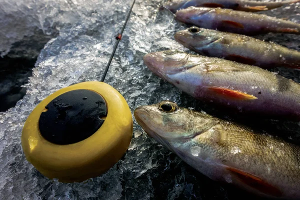 冬の氷釣り趣味 — ストック写真