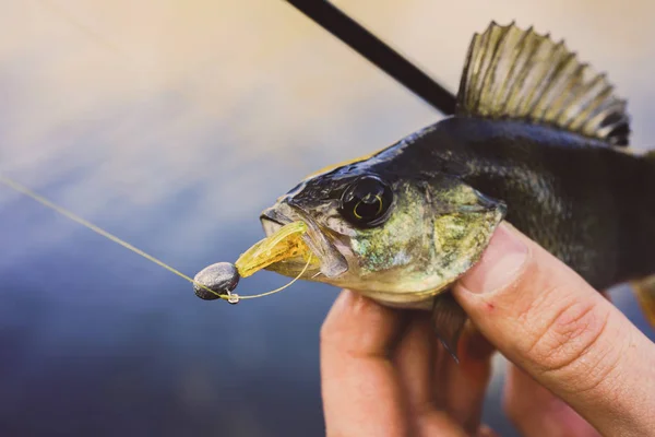 Fishing. Fisherman and fish — Stock Photo, Image