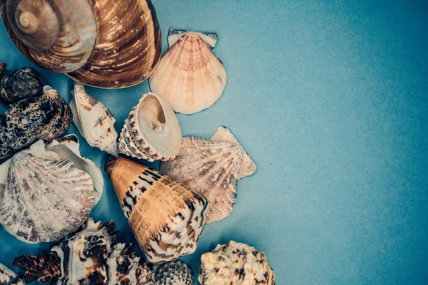 Background of sea shells on a blue background — Stock Photo, Image