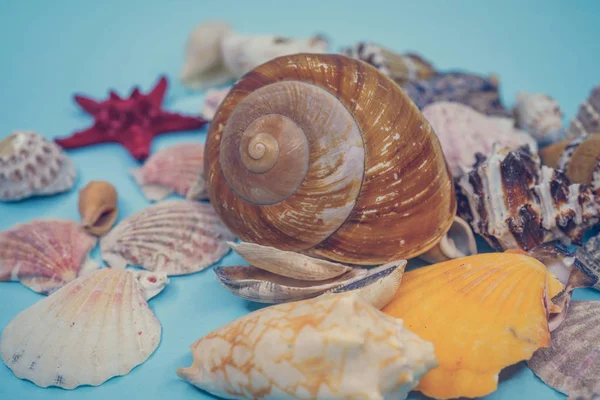 Background of sea shells on a blue background — Stock Photo, Image