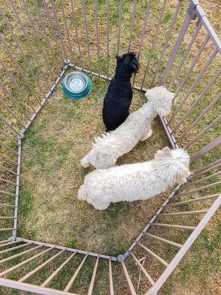 Drei Hunde im Käfig — Stockfoto