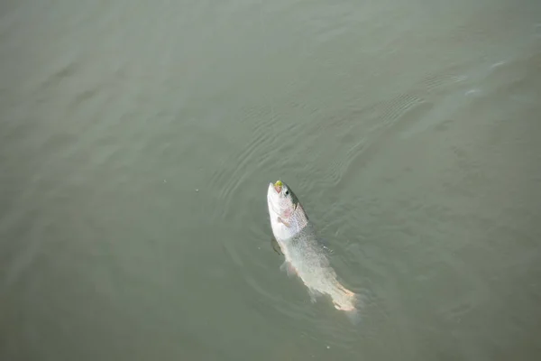 Pesca da truta no lago — Fotografia de Stock