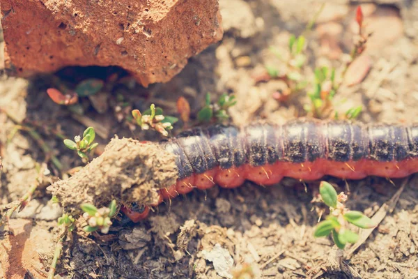 Small red caterpillar — Stock Photo, Image