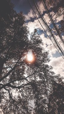 Güzel sokak ağaçları ile