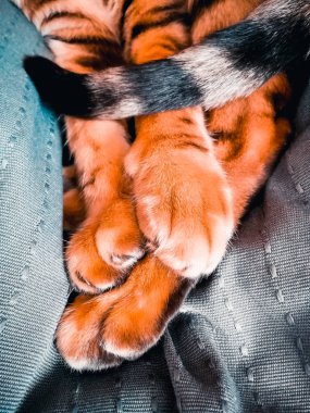 Bengal kedinin pençeleri