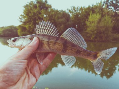 Balık pike-levrek bir fener elinde
