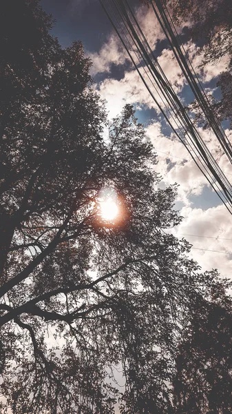 Güzel sokak ağaçları ile