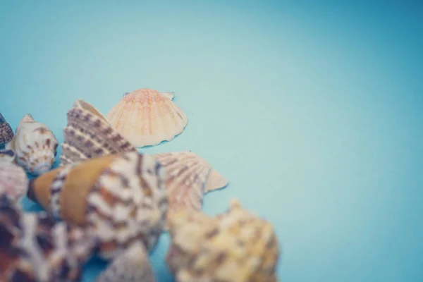 Fundo de conchas do mar em um fundo azul — Fotografia de Stock