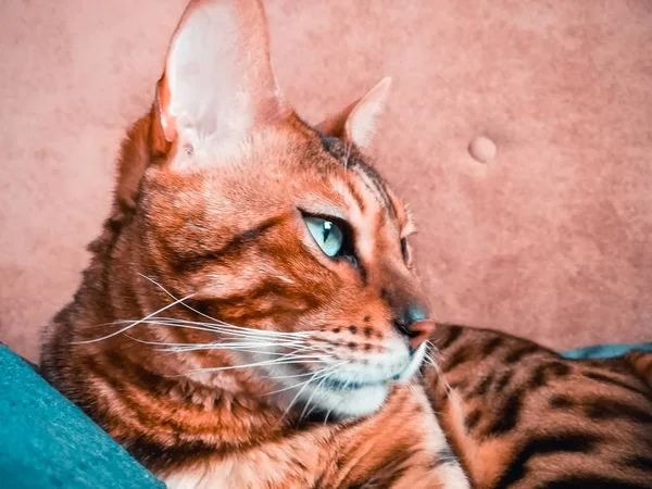 Gato grande de Bengala con ojos verdes claros —  Fotos de Stock