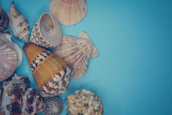 Background of sea shells on a blue background — Stock Photo, Image