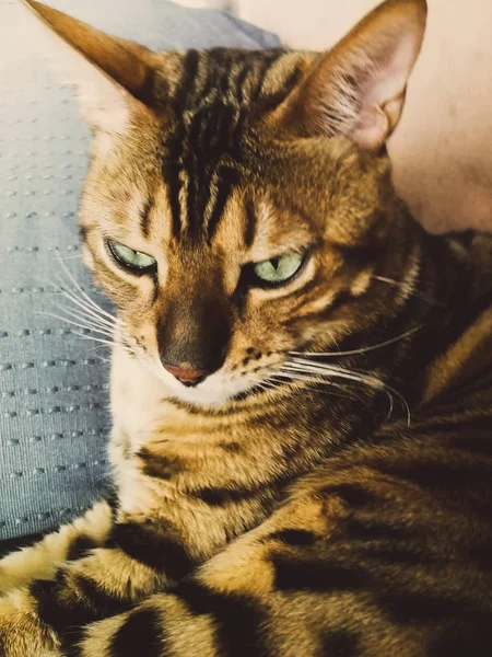 Stor Bengal katt med ljus gröna ögon — Stockfoto