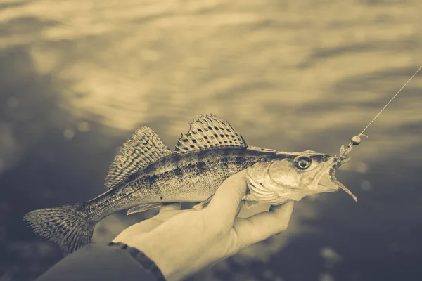 Fishing. Fisherman and fish — Stock Photo, Image