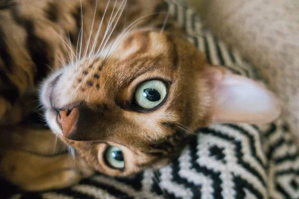 Carino Gatto Del Bengala — Foto Stock