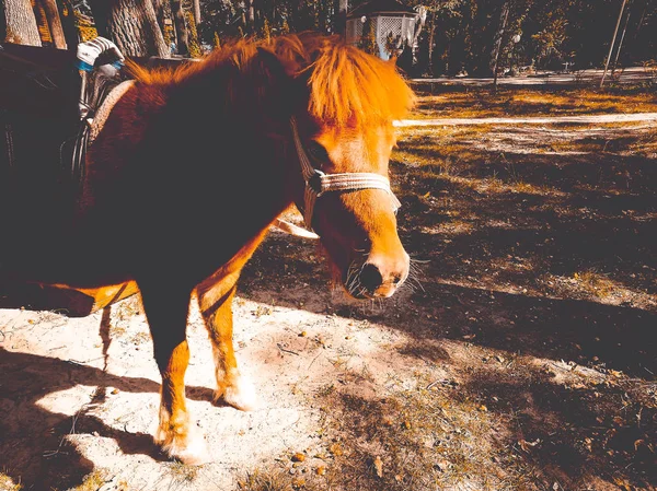 Pony op het gazon in de zomer — Stockfoto