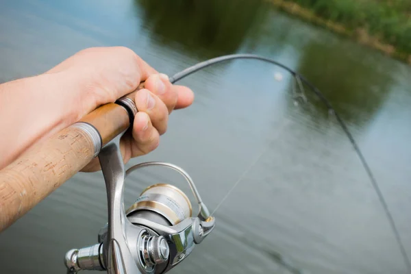 Gebied Vissen Forel Close — Stockfoto